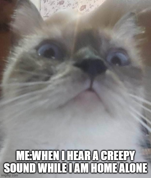 Jumpscared Cat | ME:WHEN I HEAR A CREEPY SOUND WHILE I AM HOME ALONE | image tagged in jumpscared cat | made w/ Imgflip meme maker