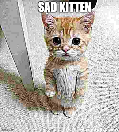 sad kitten | SAD KITTEN | image tagged in memes | made w/ Imgflip meme maker