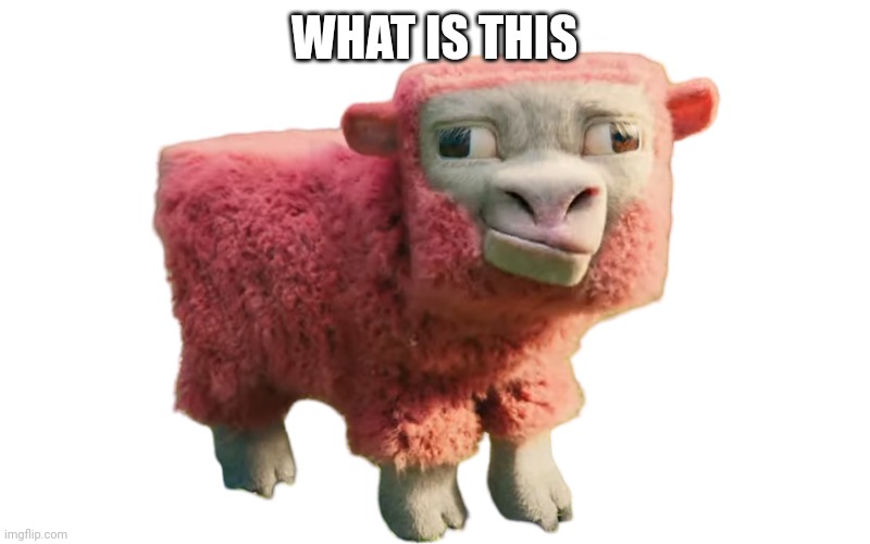 sheep | WHAT IS THIS | image tagged in sheep | made w/ Imgflip meme maker