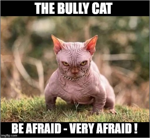 When You Cross A Sphinx With A Munchkin ! | THE BULLY CAT; BE AFRAID - VERY AFRAID ! | image tagged in cats,sphinx,munchkin,bully,be afraid | made w/ Imgflip meme maker