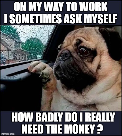 Pug Questions Life Choices ! | ON MY WAY TO WORK
I SOMETIMES ASK MYSELF; HOW BADLY DO I REALLY
NEED THE MONEY ? | image tagged in dogs,pug,work,life,choices | made w/ Imgflip meme maker