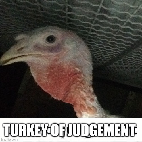 Turkey of judgement | TURKEY OF JUDGEMENT | image tagged in crow of judgement | made w/ Imgflip meme maker