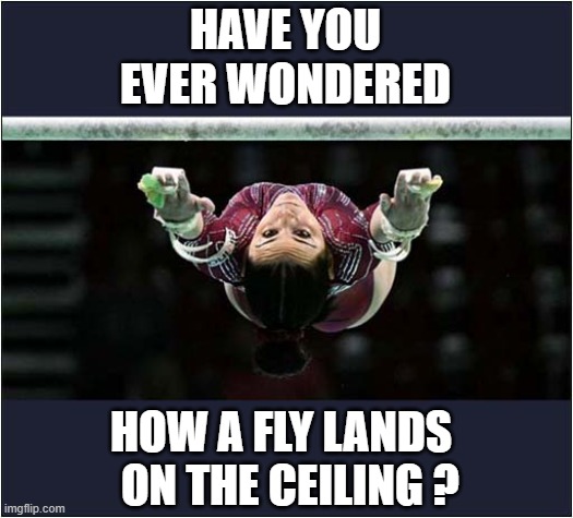 One To Make Think ! | HAVE YOU EVER WONDERED; HOW A FLY LANDS
  ON THE CEILING ? | image tagged in questions,fly,landing,ceiling | made w/ Imgflip meme maker