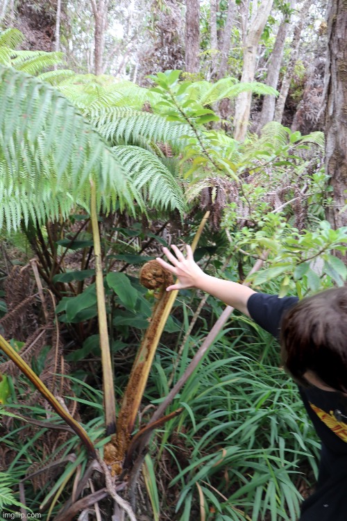 This is a plant compared to me chat | made w/ Imgflip meme maker