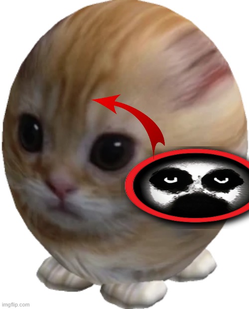 egg gato | image tagged in egg gato | made w/ Imgflip meme maker