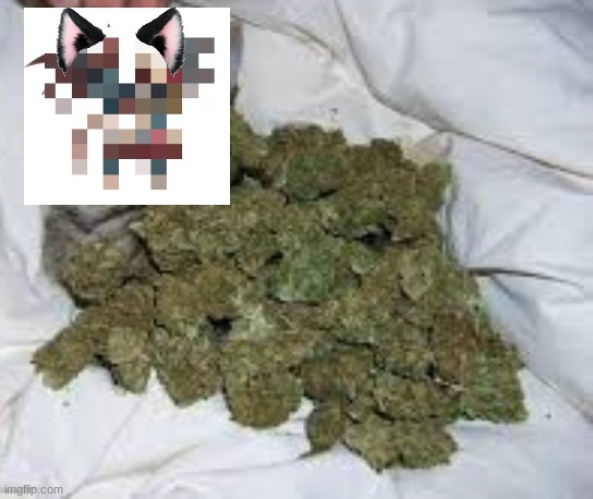 ketamine more like catnip | image tagged in catnip the cat | made w/ Imgflip meme maker