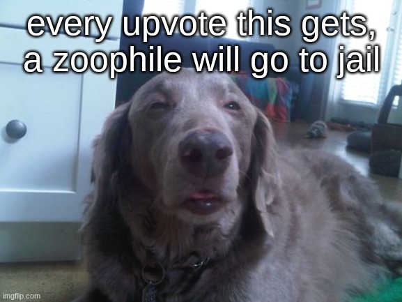 High Dog | every upvote this gets, a zoophile will go to jail | image tagged in memes,high dog,dogs | made w/ Imgflip meme maker