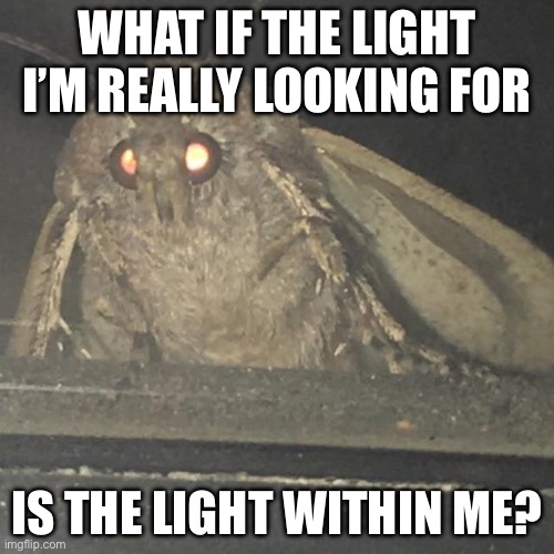 Moth wisdom | WHAT IF THE LIGHT I’M REALLY LOOKING FOR; IS THE LIGHT WITHIN ME? | image tagged in moth lamp,light,philosoraptor,philosophy | made w/ Imgflip meme maker