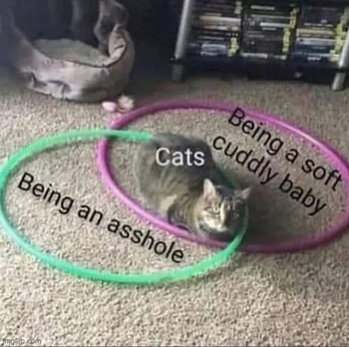 image tagged in cat,venn diagram | made w/ Imgflip meme maker