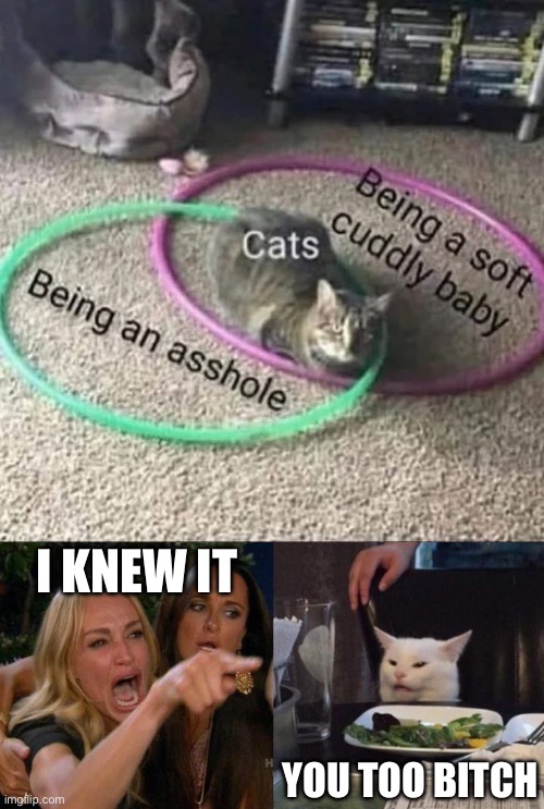 Cats do be like | I KNEW IT; YOU TOO BITCH | image tagged in memes,woman yelling at cat | made w/ Imgflip meme maker