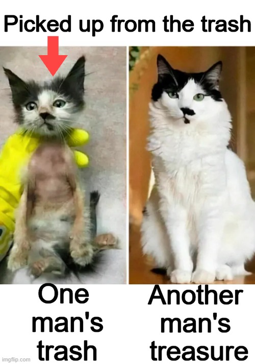 Choose Life | Picked up from the trash; One 
man's
trash; Another 
man's 
treasure | image tagged in cat,rescue,trash,treasure,life,happy ending | made w/ Imgflip meme maker