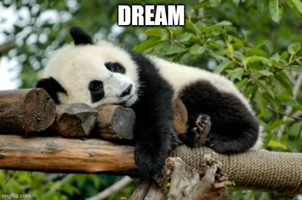 sleeping panda | DREAM | image tagged in sleeping panda | made w/ Imgflip meme maker