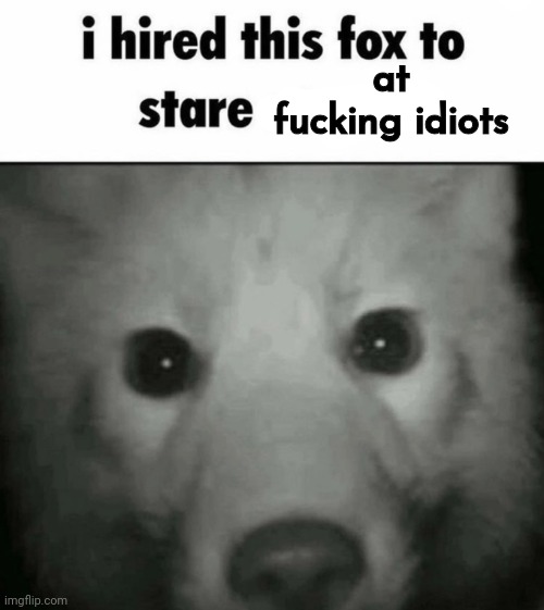 I hired this Fox to stare at you | at fucking idiots | image tagged in i hired this fox to stare at you | made w/ Imgflip meme maker