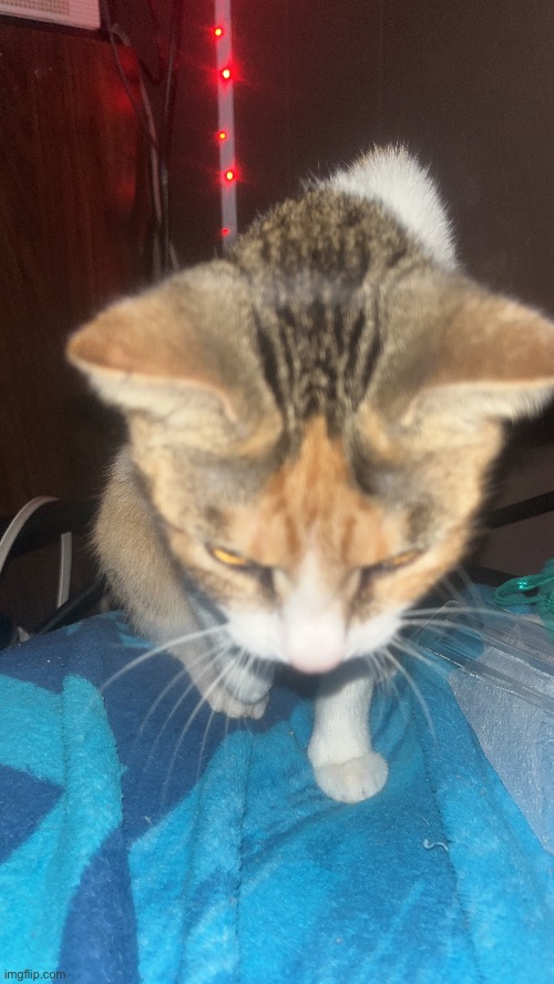 in what context would one use this photo of my cat :sob: | made w/ Imgflip meme maker