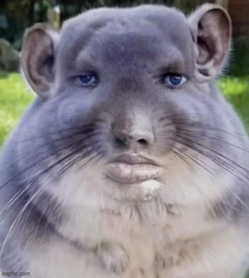 uh | image tagged in uh | made w/ Imgflip meme maker