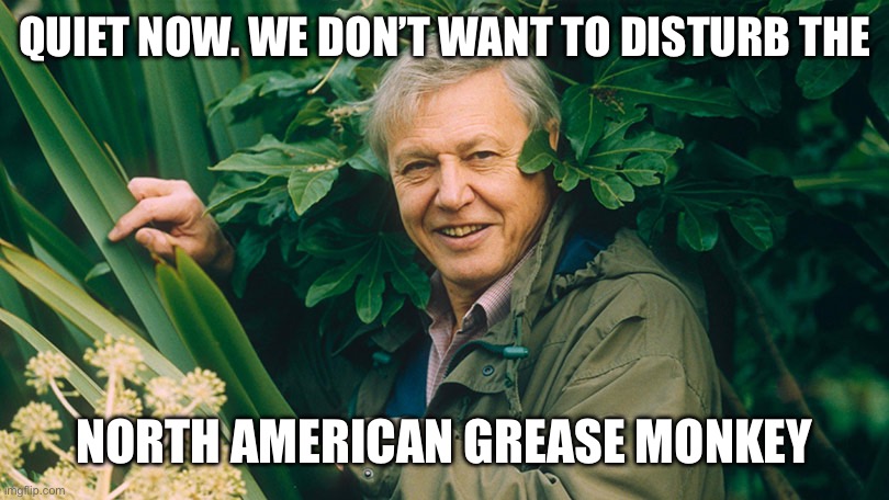 David Attenborough A life on Earth | QUIET NOW. WE DON’T WANT TO DISTURB THE NORTH AMERICAN GREASE MONKEY | image tagged in david attenborough a life on earth | made w/ Imgflip meme maker