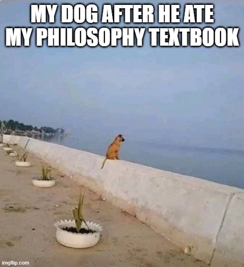 Philosophical Dog | MY DOG AFTER HE ATE MY PHILOSOPHY TEXTBOOK | image tagged in dog | made w/ Imgflip meme maker