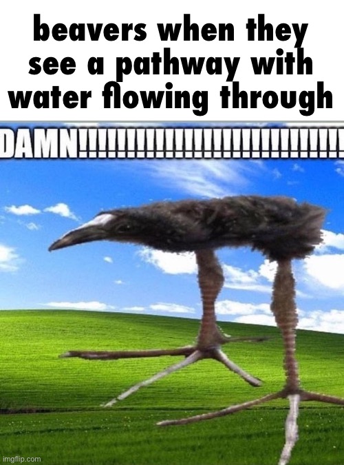 DAMN!!!!!!!!!!!!!!!!!!!!!!!!!!!! | beavers when they see a pathway with water flowing through | image tagged in damn | made w/ Imgflip meme maker