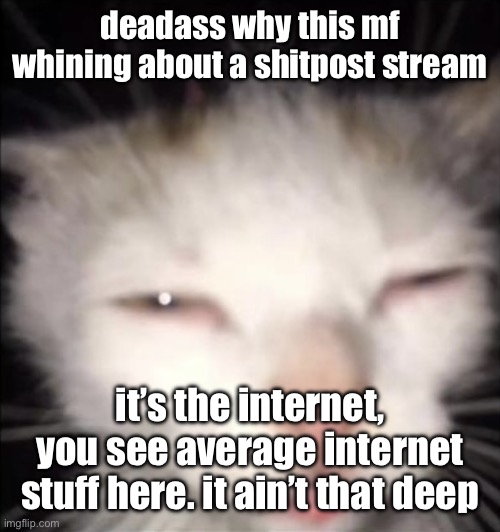 squinting cat | deadass why this mf whining about a shitpost stream; it’s the internet, you see average internet stuff here. it ain’t that deep | image tagged in squinting cat | made w/ Imgflip meme maker