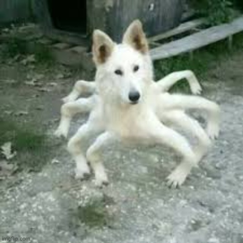 Man I ❤️  photoshop | image tagged in spider doggo | made w/ Imgflip meme maker