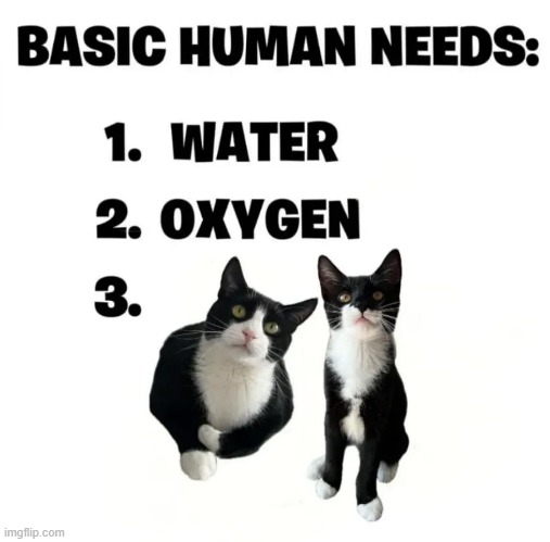 We need them ! | image tagged in cats are awesome | made w/ Imgflip meme maker