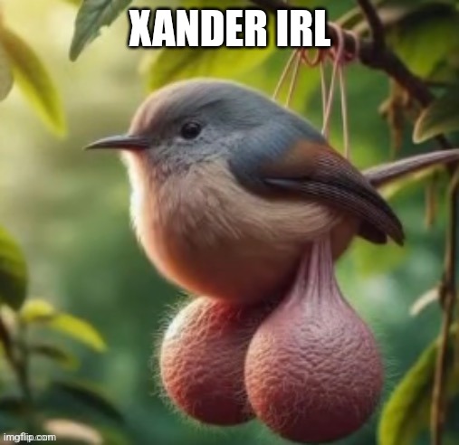 bird with balls | XANDER IRL | image tagged in bird with balls | made w/ Imgflip meme maker