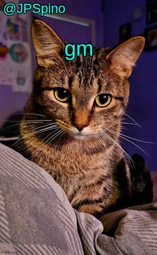 JPSpino's cat temp | gm | image tagged in jpspino's cat temp | made w/ Imgflip meme maker