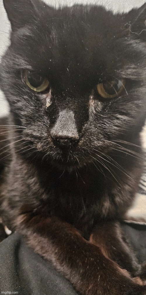 My old ass cat | made w/ Imgflip meme maker