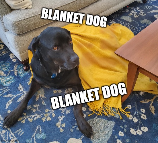 BLANKET DOG; BLANKET DOG | made w/ Imgflip meme maker