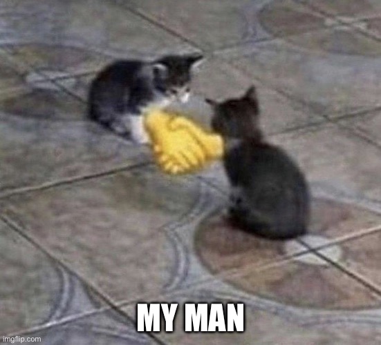 Cat Handshake | MY MAN | image tagged in cat handshake | made w/ Imgflip meme maker