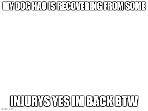 MY DOG HAO IS RECOVERING FROM SOME; INJURYS YES IM BACK BTW | made w/ Imgflip meme maker