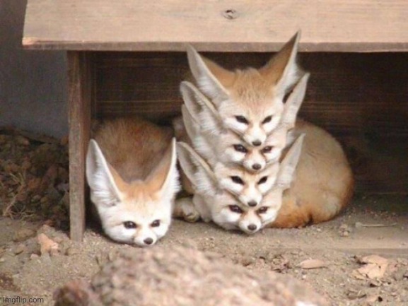 fennec stack | image tagged in fennec stack | made w/ Imgflip meme maker