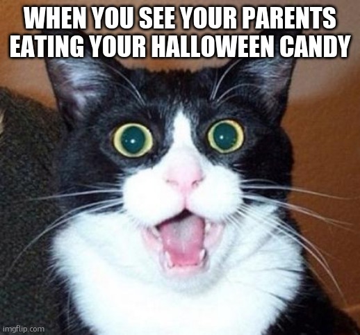 Surprised cat lol | WHEN YOU SEE YOUR PARENTS EATING YOUR HALLOWEEN CANDY | image tagged in surprised cat lol | made w/ Imgflip meme maker