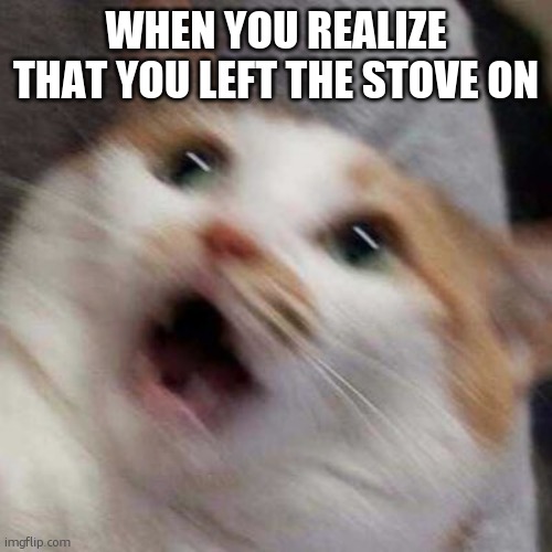 Oh no Cat | WHEN YOU REALIZE THAT YOU LEFT THE STOVE ON | image tagged in oh no cat | made w/ Imgflip meme maker