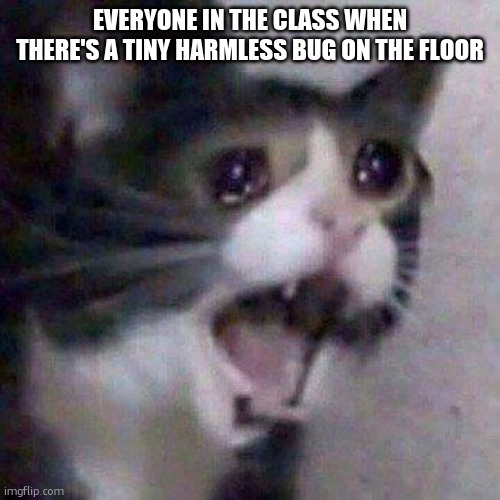 Cat Screaming | EVERYONE IN THE CLASS WHEN THERE'S A TINY HARMLESS BUG ON THE FLOOR | image tagged in cat screaming | made w/ Imgflip meme maker