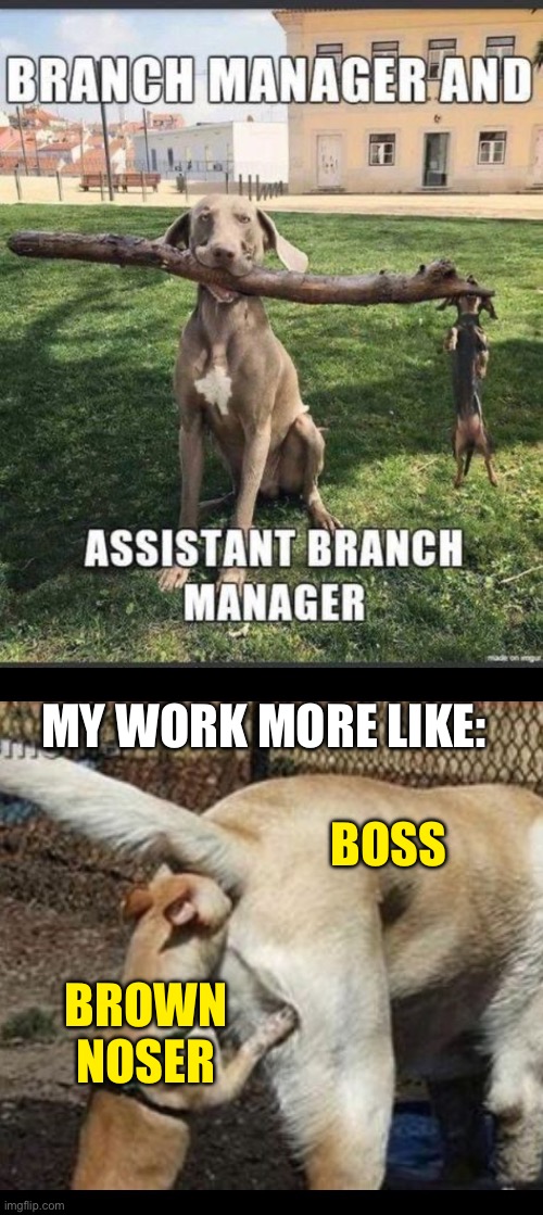 Manager | MY WORK MORE LIKE:; BOSS; BROWN NOSER | image tagged in brown nosing,manager,boss,work | made w/ Imgflip meme maker