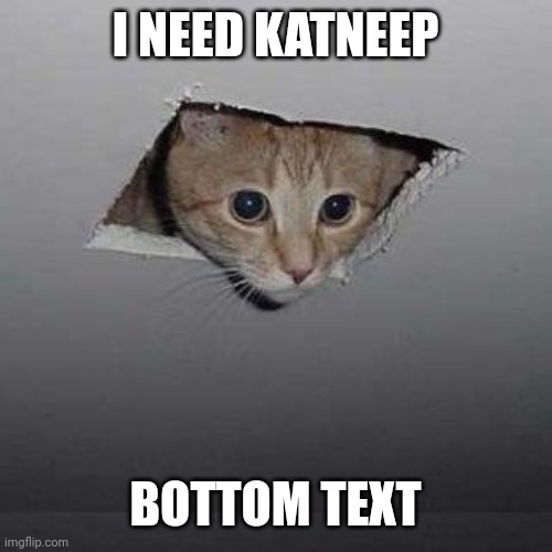 I need it | I NEED KATNEEP; BOTTOM TEXT | image tagged in memes,ceiling cat | made w/ Imgflip meme maker