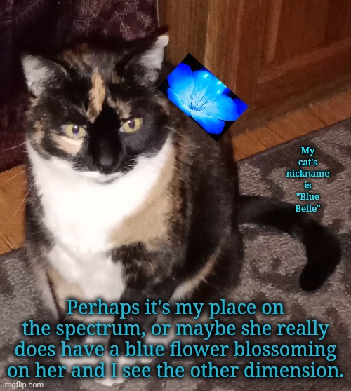 The Other Dimension of Divine Nature Might Be Real | My cat's nickname is "Blue Belle"; Perhaps it's my place on the spectrum, or maybe she really does have a blue flower blossoming on her and I see the other dimension. | image tagged in neurodivergence,autism,cat | made w/ Imgflip meme maker