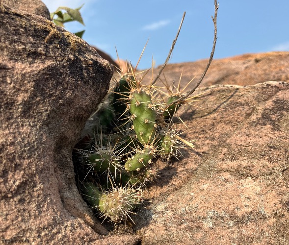Apparently there are cactuses in South Dakota | made w/ Imgflip meme maker