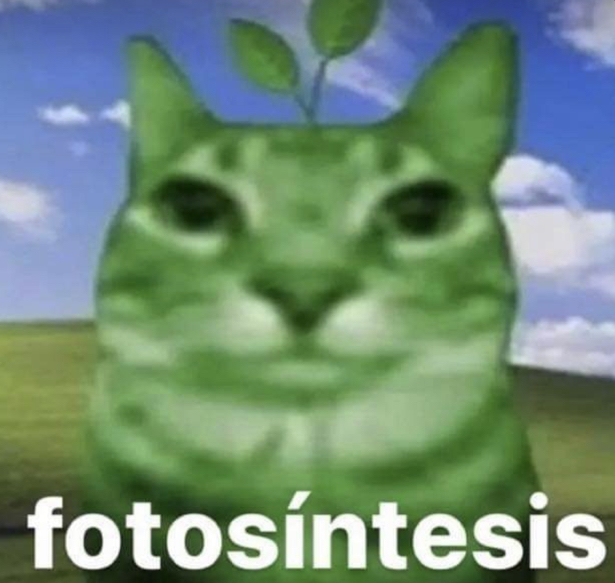 fotosíntesis Blank Meme Template