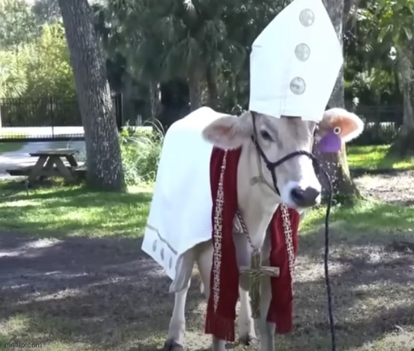 Holy cow | image tagged in holy cow | made w/ Imgflip meme maker