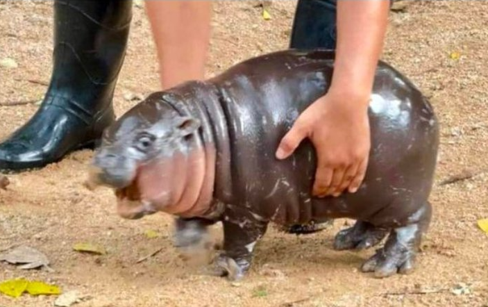 Baby Hippo Yoink Blank Meme Template