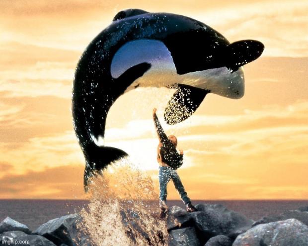 Free willy | image tagged in free willy | made w/ Imgflip meme maker