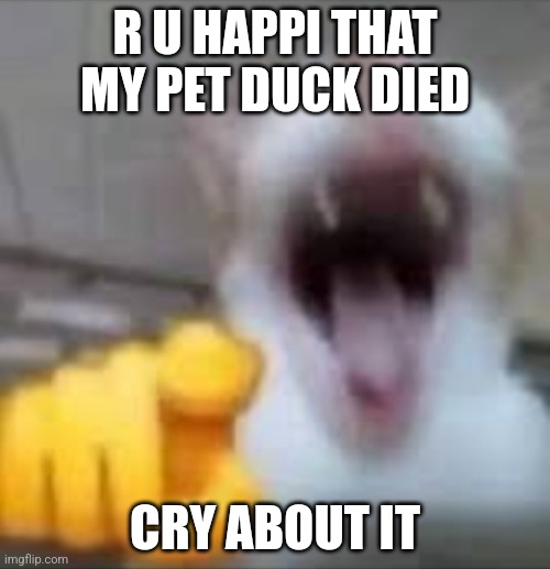 Laughting Cat | R U HAPPI THAT MY PET DUCK DIED; CRY ABOUT IT | image tagged in laughting cat | made w/ Imgflip meme maker