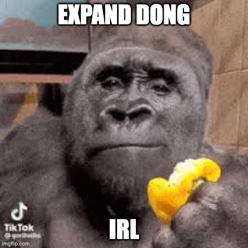 condescending monke | EXPAND DONG; IRL | image tagged in condescending monke | made w/ Imgflip meme maker