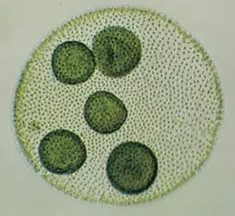 Volvox Blank Meme Template