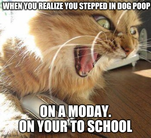 angry cat | WHEN YOU REALIZE YOU STEPPED IN DOG POOP; ON A MODAY. ON YOUR TO SCHOOL | image tagged in angry cat | made w/ Imgflip meme maker