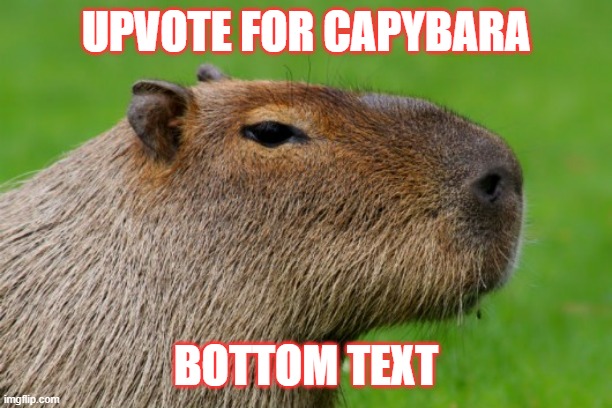 capybara | UPVOTE FOR CAPYBARA; BOTTOM TEXT | image tagged in anonymous capybara | made w/ Imgflip meme maker