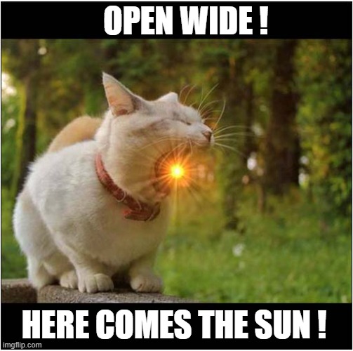 Cats ... They'll Eat Anything ! | OPEN WIDE ! HERE COMES THE SUN ! | image tagged in cats,sun,optical illusion | made w/ Imgflip meme maker