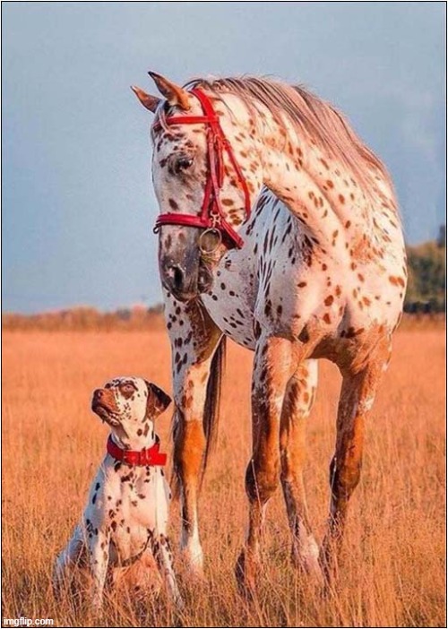 A Matching Set ! | image tagged in dogs,horse,matching set | made w/ Imgflip meme maker